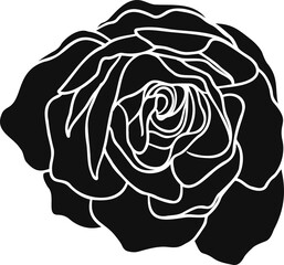 Burgundy iceberg rose png.Beautiful flower on transparent background.