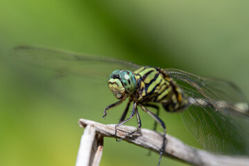 Beautiful natural scene macro shots of common insects and animals.