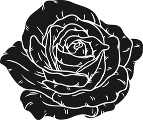 Burgundy iceberg rose png.Beautiful flower on transparent background.