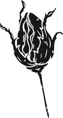 Burgundy iceberg rose png.Beautiful flower on transparent background.