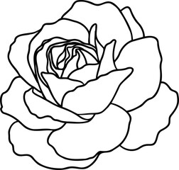 Burgundy iceberg rose png.Beautiful flower on transparent background.