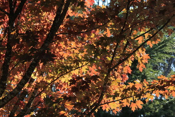 autumn maple trees