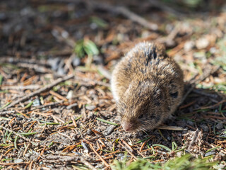 A closeup of a Common vole, Microtus arvalis, on the ground with a blurry background