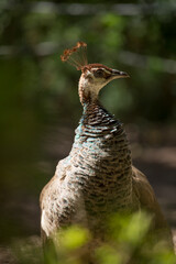 Pavo Real