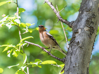 Common chaffinch, Fringilla coelebs, sits on a branch in spring on green background. Common chaffinch in wildlife.
