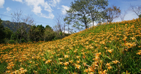 Fototapeta premium Flower field of beautiful orange daylily in Taimali Kinchen Mountain in Taitung of Taiwan