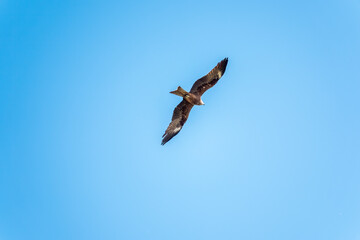 The bird of prey Black Kite flying in blue Sky