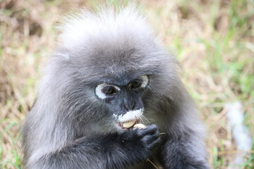 Obraz premium Portrait of a cute dusky leaf monkey (Trachypithecus obscurus). Dusky langur eats a treat of nuts.