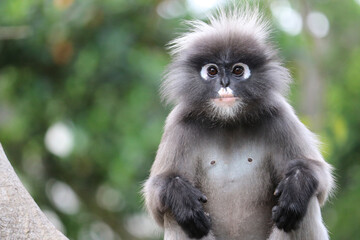 Portrait of a cute adult dusky leaf monkey (Trachypithecus obscurus).