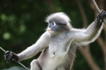 Portrait of a cute elderly dusky leaf monkey (Trachypithecus obscurus).