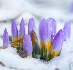 Purple Crocus in the snow covered garden, snowdrop flower growing in the early spring through snow. live concept