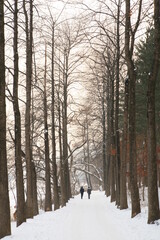 Winter Forest Road