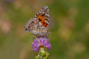 large migratory butterfly feeding on flowers, Painted Lady, Vanessa cardui