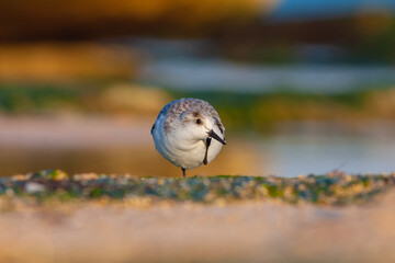 Fototapeta premium small water bird looking for food in the seaweed, Sanderling, Calidris alba 