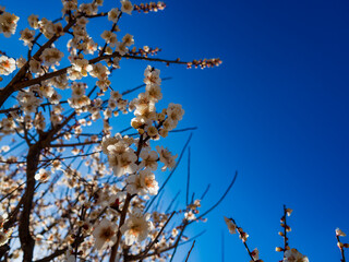 白梅の花と青空