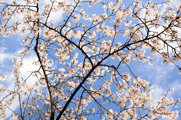 cherry blossoms in full bloom
