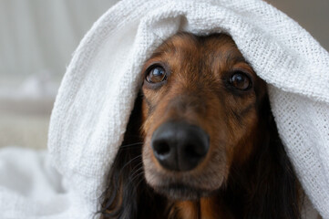 Red long haired dachshund under white blanket on sofa