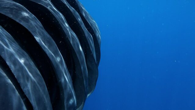 Close-Up Shot Of Gill Slits Of Filter-Feeding Carpet Shark In Blue Ocean - Isla Mujeres, Mexico
