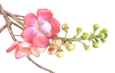 Couroupita Guianensis Giant Pink Flower and Buds on Transparent Background