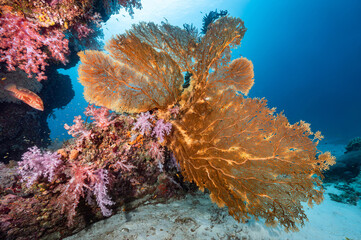 Giant Branching Gorgonian Sea Fan coral (Seafan) with colorful soft coral reef and marine life at North Andaman, a famous scuba diving dive site and exotic underwater landscape in Thailand.