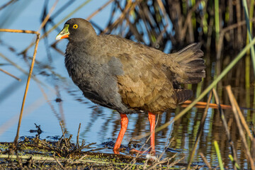 Black-tailed Native Hen in Victoria, Australia