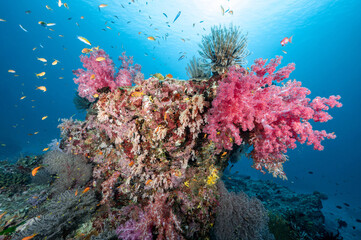 Fototapeta na wymiar Beautiful pink soft coral reef and marine life at North Andaman, a famous scuba diving dive site and exotic underwater landscape in Thailand.