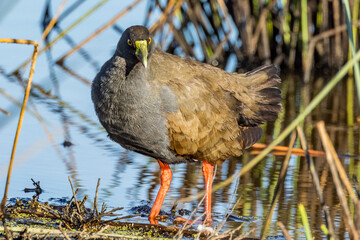 Black-tailed Native Hen in Victoria, Australia