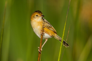 Golden-headed Cisticola in Victoria, Australia