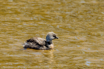 Hoary-headed Grebe in Victoria, Australia