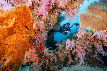 Male Scuba diver with camera posing through colorful soft coral reef and Giant Gorgonian Sea Fan coral at North Andaman, a famous scuba diving dive site and stunning underwater landscape in Thailand.