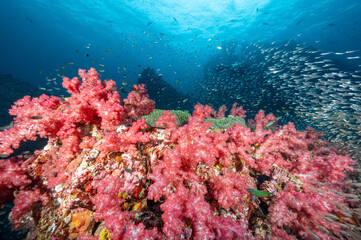 Fototapeta na wymiar Beautiful pink soft coral reef and marine life at Richelieu Rock, a famous scuba diving dive site of North Andaman. Stunning underwater landscape in Thailand.