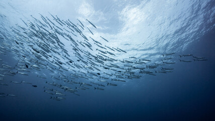School of Barracuda fish in the blue ocean. Large group of marine life swimming together in Andaman Sea, Thailand. - obrazy, fototapety, plakaty