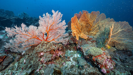 Colorful Branching Gorgonian Sea Fan coral (Seafan) on the rock with marine life at Tachai Pinnacle, a famous scuba diving dive site of North Andaman and stunning underwater landscape in Thailand.