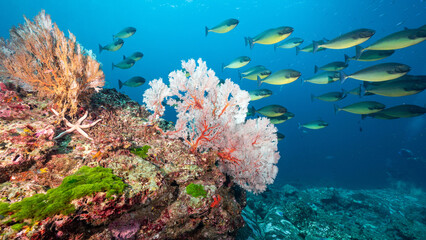 Colorful Branching Gorgonian Sea Fan coral (Seafan) on the rock with school of fish at Tachai...