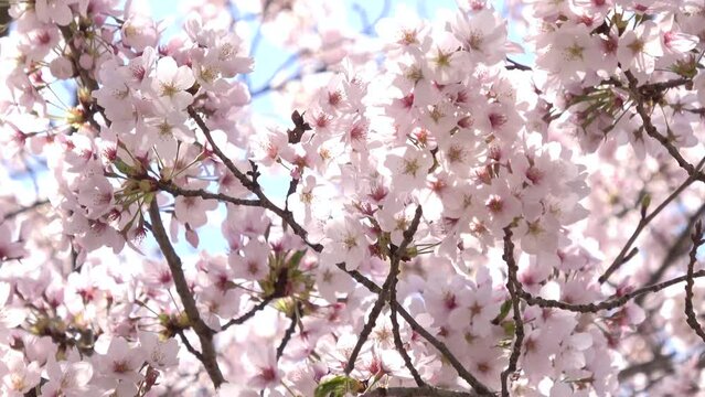 風で舞い散る桜吹雪のクローズアップ  スローモーション 4K 広島県安芸高田市土師ダムのどごえ公園 