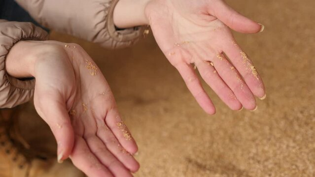  hands holding animal feed soybean husks at a stock yard. High quality 4k footage