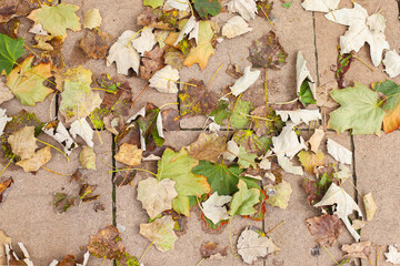 Large gray outdoor tiles, autumn green brown dry maple leaves, top view, texture, background. Full frame, copy space.