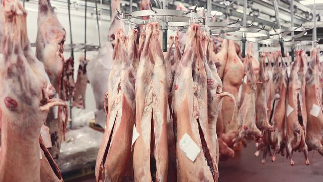 Carcasses of freshly slaughtered lambs and sheeps hanging in cold warehouse of meat factory ready for further processing and packaging. High quality 4k footage
