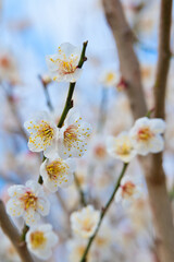 梅の花