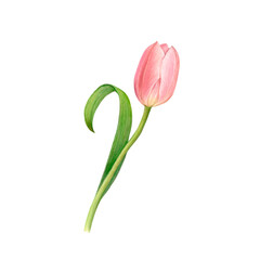 Pink tulip flower with curved leaf in watercolor isolated on a white background