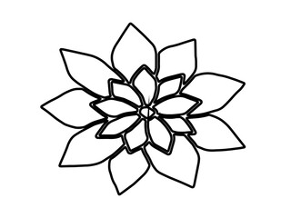 illustration of a lily flower