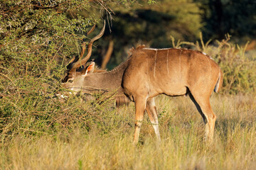 Male kudu antelope (Tragelaphus strepsiceros) feeding in natural habitat, Mokala National Park, South Africa.