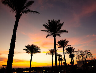 Obraz premium Silhouettes of palm trees at sunset.