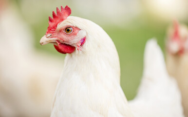 Chicken face, farm and animals for agriculture production, growth and food ecology. Poultry...