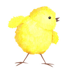 Watercolor Yellow Easter Chicken. Little Fluffy Standing Chick. One Yellow Chicken on White Background