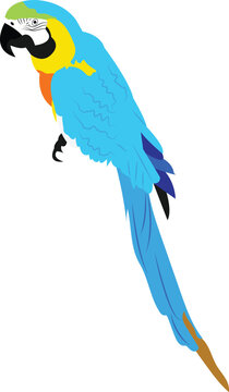 blue and yellow macaw parrot vector image or clip art
