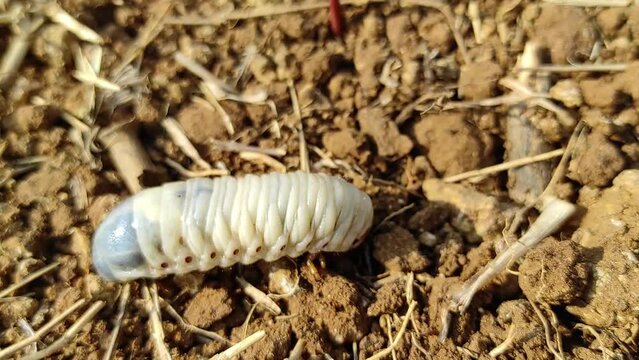 melolontha or diloboderus abderus bug crawling on the soil