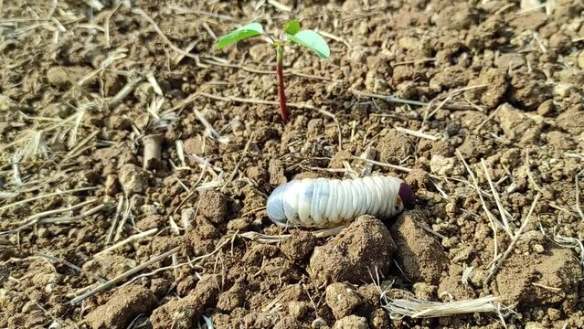 melolontha or diloboderus abderus bug crawling on the soil