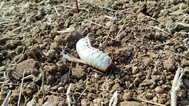 melolontha or diloboderus abderus bug crawling on the soil