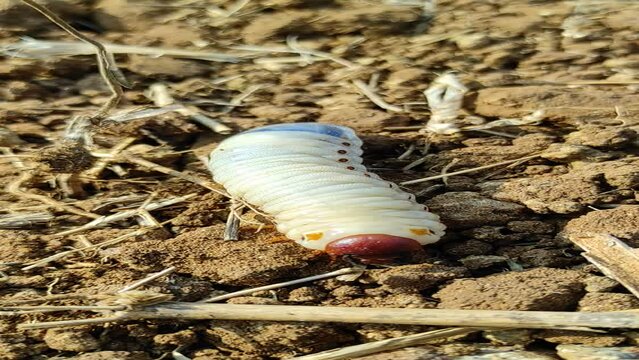 melolontha or diloboderus abderus bug crawling on the soil